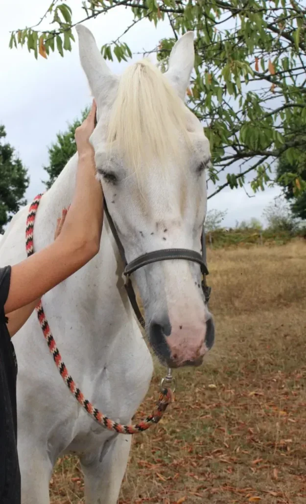 Accompagnement énergétique - Praticienne posant sa main sur la nuque d’un cheval gris au pré, les yeux fermés et la tête légèrement inclinée contre sa main.