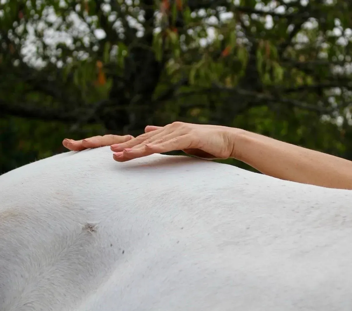Mains positionnées au-dessus de la croupe d’un cheval blanc lors d’un accompagnement énergétique