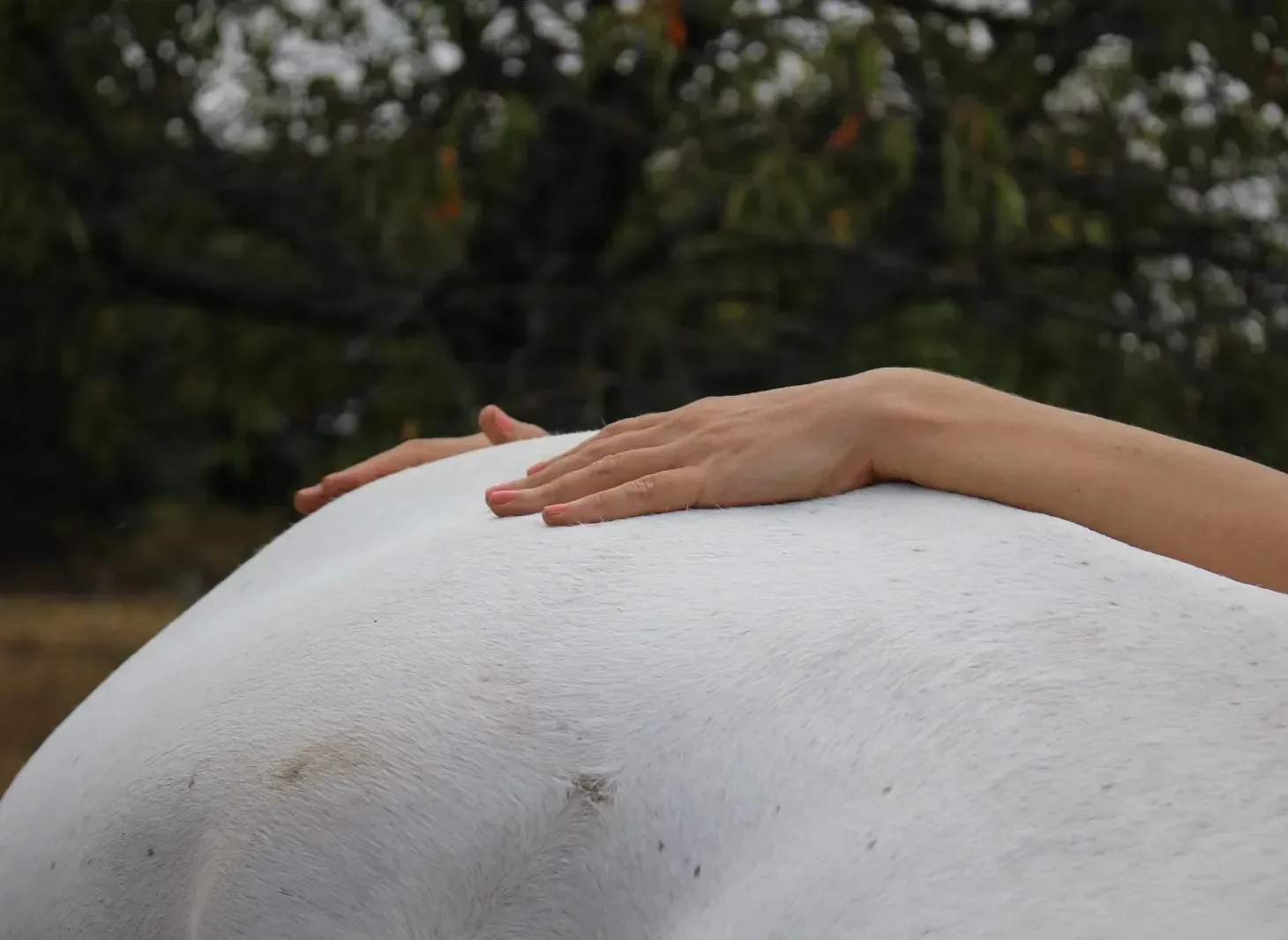 Mains de la praticienne Animorae posées sur la croupe d'un cheval blanc