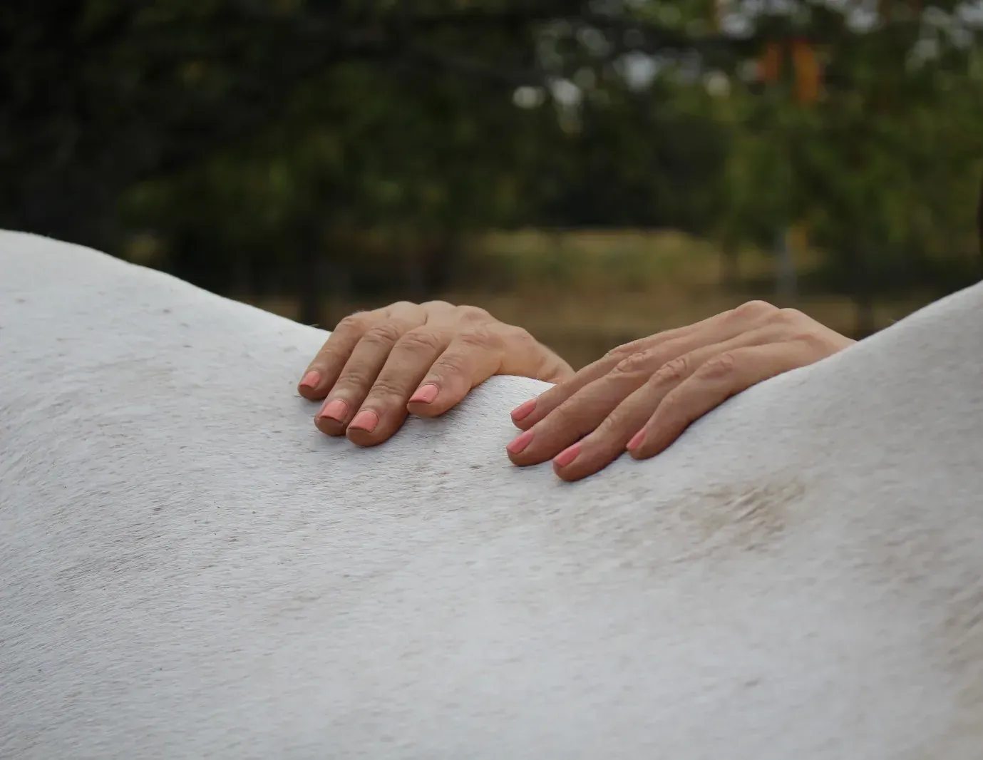Massage le long de la colonne vertébrale d’un cheval blanc