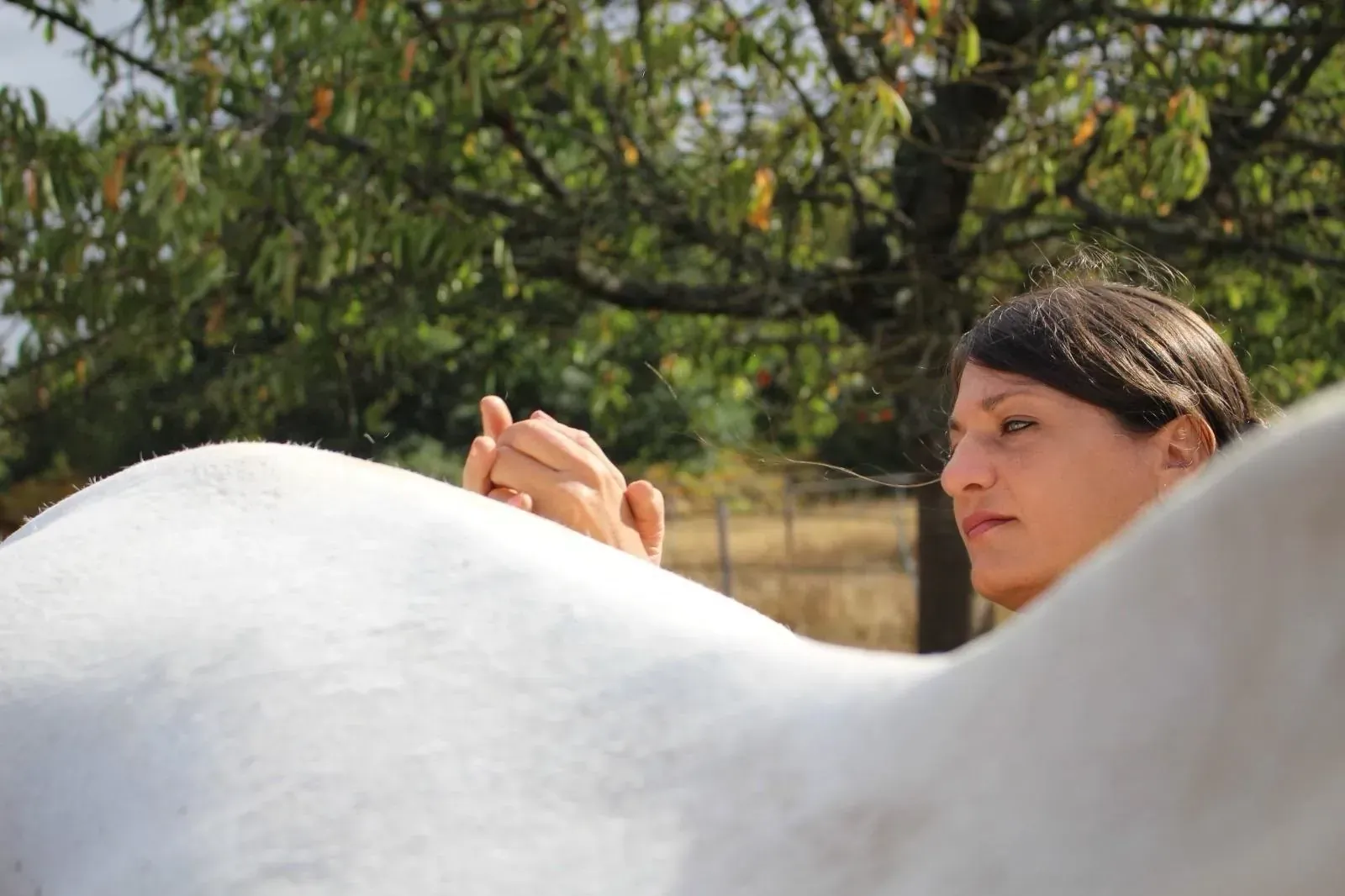 Praticienne en massages et soins énergétiques : Laura réalise un massage sur la croupe d’un cheval gris, les mains en suspension au-dessus de son dos.