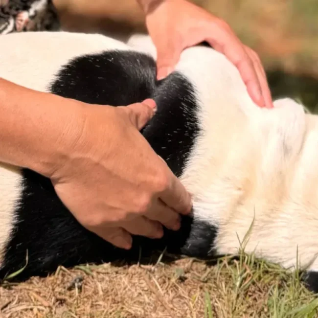 Praticienne travaillant du bout des doigts l’épaule d'un chien noir et blanc allongé sur le flanc.