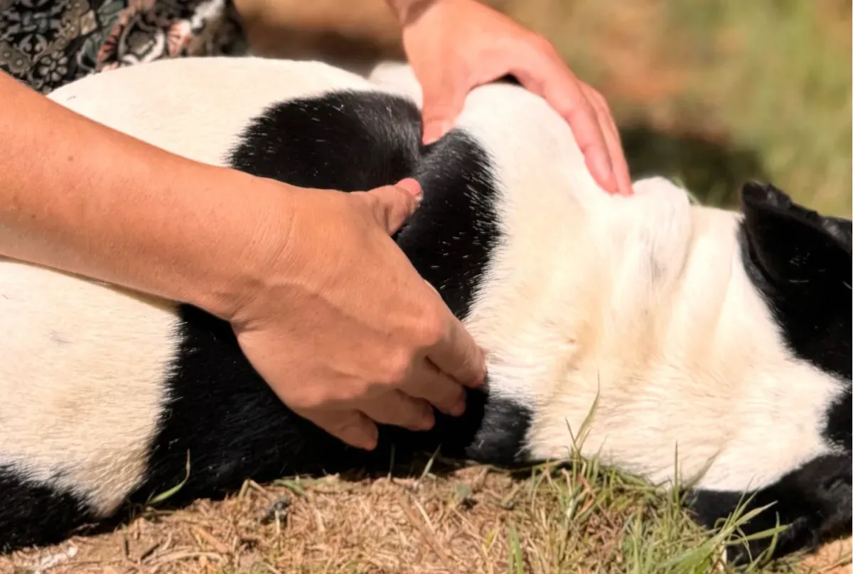 Deux mains réalisant un massage de l’épaule sur un chien noir et blanc allongé sur le flanc