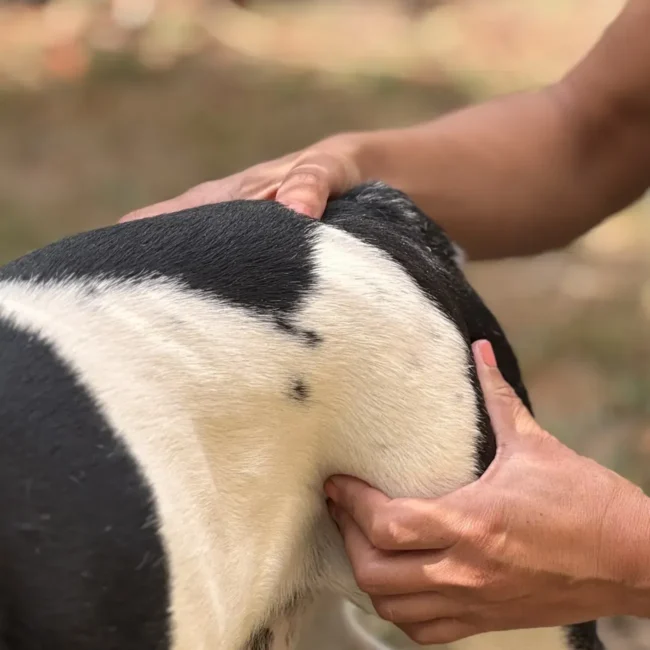Mains de la masseuse posées sur la croupe et la hanche d'un chien noir et blanc en extérieur.