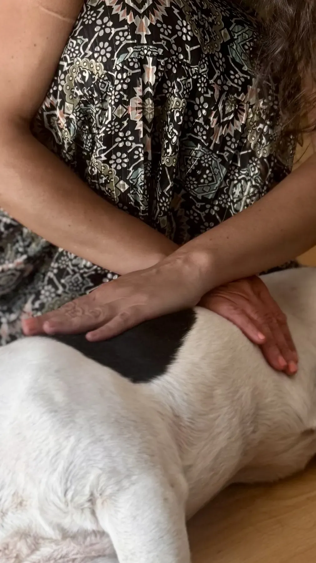 Mains croisées, massant le haut du dos et le flanc du chien noir et blanc allongé sur le côté.
