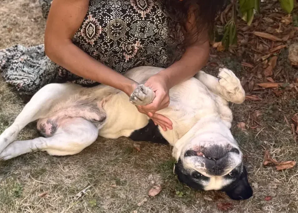 Praticienne tenant délicatement la patte avant d'un chien allongé sur le dos lors d'un massage canin.