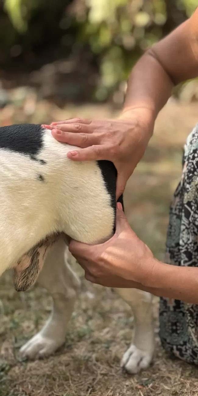 Praticienne massant la cuisse arrière d'un chien noir et blanc debout lors d'un massage canin.