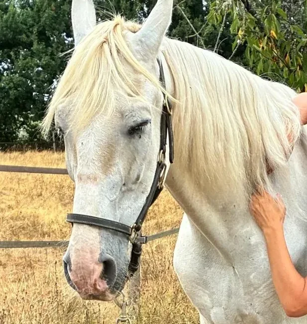 Portrait d'un cheval gris au licol dans un pré, les yeux fermés pendant une séance de massage.