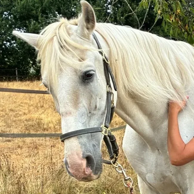 Portrait d'un cheval gris au licol dans un pré, détendu et attentif au relâchement qui commence pendant une séance de massage.