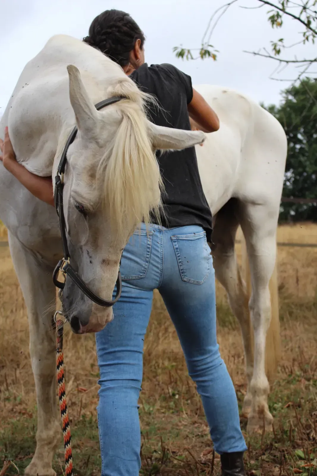 Massages équins - Massage d'un cheval gris dans un pré, il appuie son encolure sur l'épaule de la praticienne qui lui tourne le dos, et laisse sa tête tomber en direction du sol.