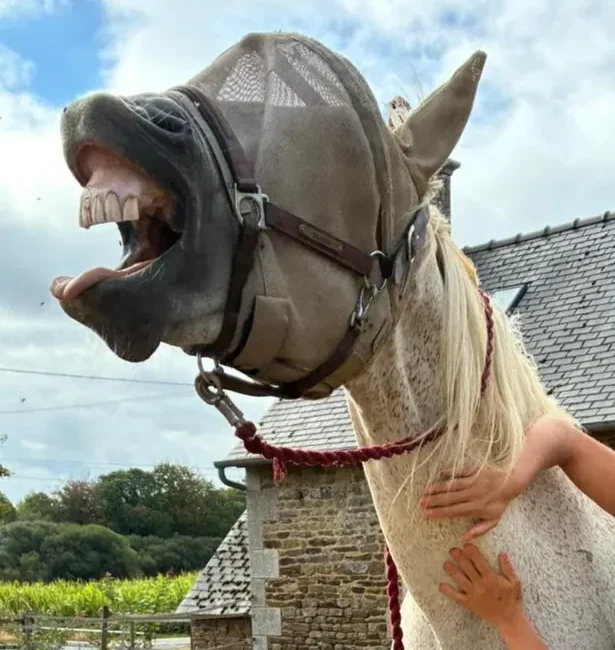 Cheval gris bâillant pendant un travail des mains sur l’encolure lors d'un massage.