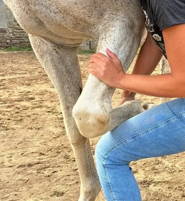 Praticienne en massage animalier travaillant la flexion du membre antérieur d'un cheval gris, membre replié et posé sur sa cuisse.