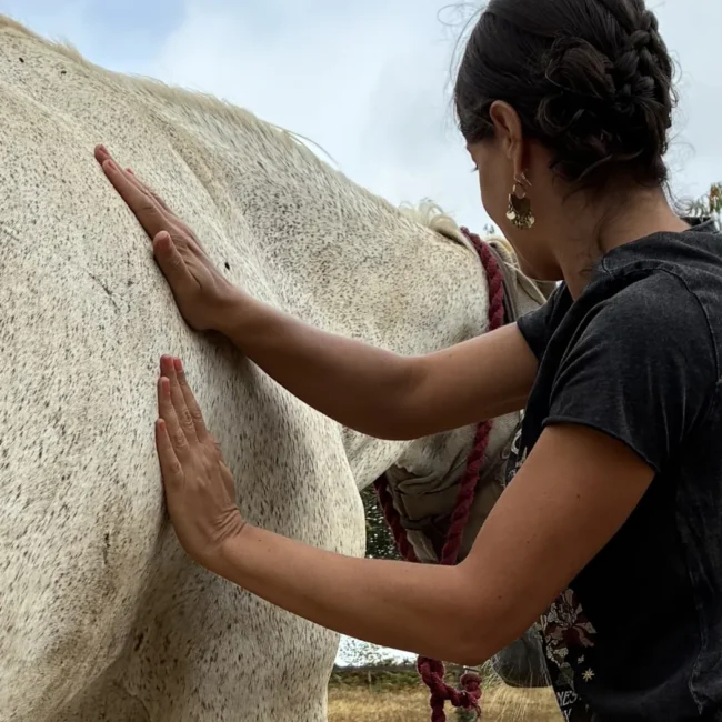 Praticienne en massage équin posant les mains sur l’épaule d’un cheval gris lors d’une séance de massage équin