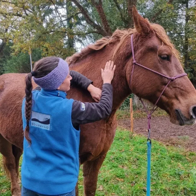 Laura réalise un massage sur un cheval de trait dans le cadre d’un stage de la formation Equiphysio.