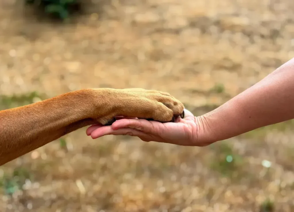 Massages et soins - Patte d’un chien posée dans la paume d’une main.