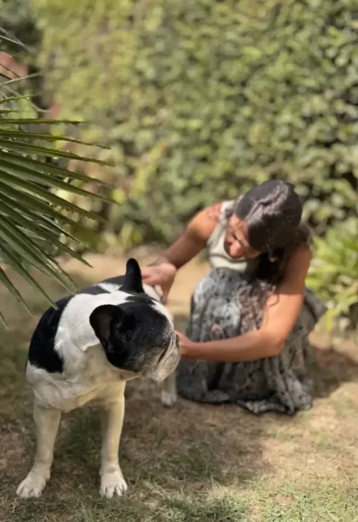 Massages canins - Massage sur un bouledogue noir et blanc en extérieur, tête tournée vers la praticienne qui masse son membre postérieur.