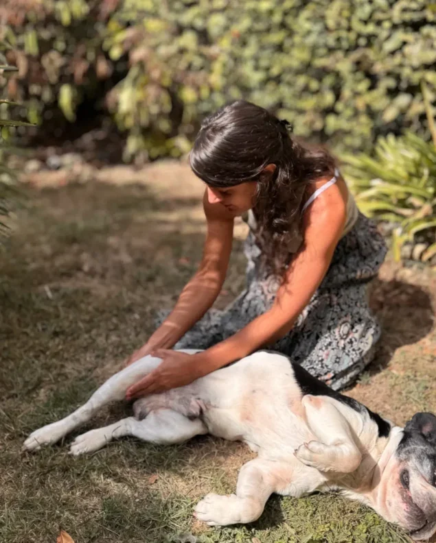 Praticienne travaillant la hanche et la cuisse d'un chien allongé sur le flanc lors d'un massage canin.
