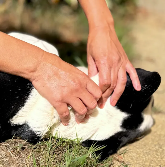 Praticienne en massage travaillant du bout des doigts la nuque d'un bouledogue noir et blanc allongé sur le côté.
