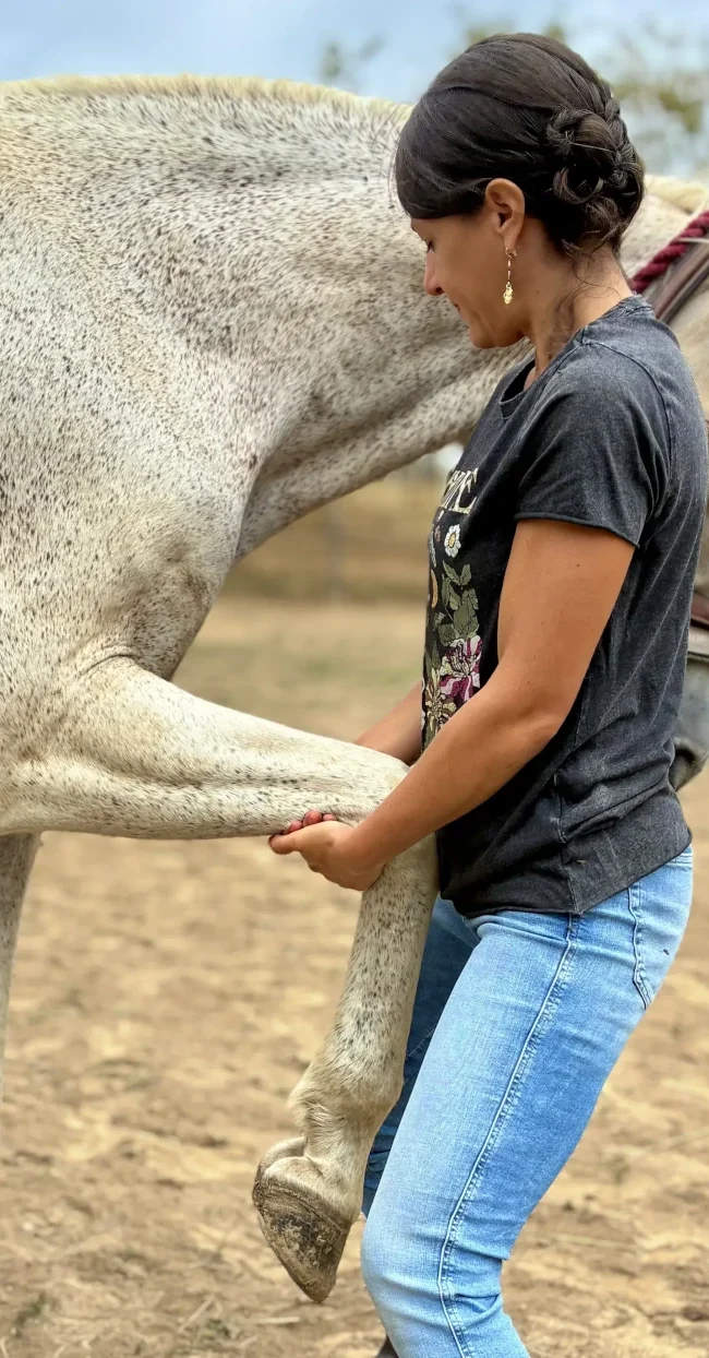 Praticienne réalisant un étirement en protraction du membre antérieur d'un cheval gris, les mains placées sous le carpe.