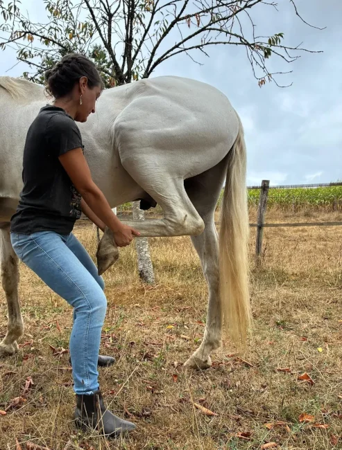 Praticienne en massage animalier accompagnant l’étirement en protraction du membre postérieur gauche d’un cheval gris dans un pré.