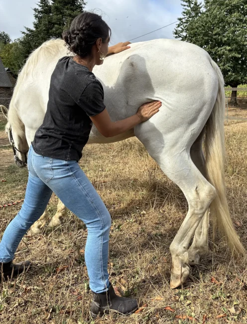Praticienne massant la cuisse gauche d'un cheval gris au pré, pied relevé avec le poids reporté sur l’autre postérieur.