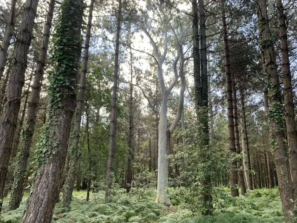 Forêt baignée de lumière naturelle